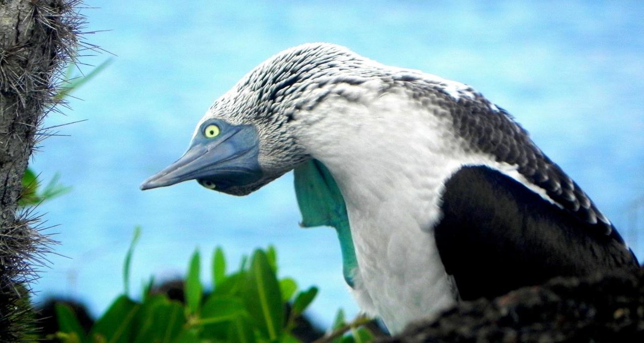 Bed and Breakfast Cormorant Beach House à Puerto Villamil Extérieur photo